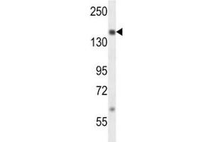 Image no. 1 for anti-Nuclear Receptor Coactivator 1 (NCOA1) (AA 594-625) antibody (ABIN3032055)