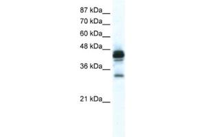 Image no. 1 for anti-Gap Junction Protein, epsilon 1 (GJE1) antibody (ABIN2461389)