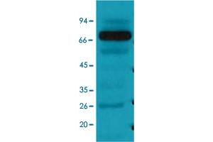 Image no. 3 for anti-Heat Shock 70kDa Protein 1-Like (HSPA1L) (N-Term) antibody (ABIN5648980)