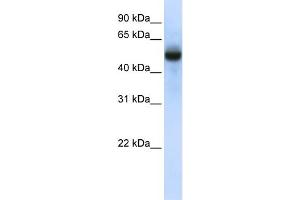 Image no. 1 for anti-tRNA Methyltransferase 2 Homolog B (TRMT2B) (N-Term) antibody (ABIN2783567)