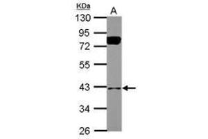 Image no. 2 for anti-BCL2/adenovirus E1B 19kDa Interacting Protein 2 (BNIP2) (AA 6-229) antibody (ABIN1496941)