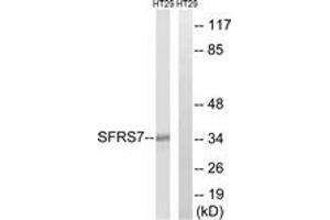 Image no. 1 for anti-Splicing Factor, Arginine/Serine Rich 7 (SFRS7) (AA 61-110) antibody (ABIN1535397)