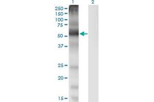 SLC7A1 antibody  (AA 431-492)