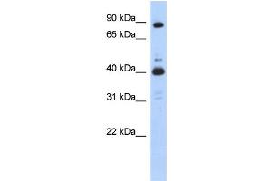 Image no. 1 for anti-Cyclin-Dependent Kinase 9 (CDK9) (N-Term) antibody (ABIN2792147)