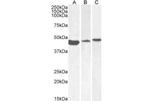 Image no. 12 for anti-Actin, alpha 2, Smooth Muscle, Aorta (ACTA2) (N-Term) antibody (ABIN185271)