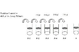 Image no. 3 for Receptor Tyrosine-Protein Kinase ErbB-3 (ERBB3) ELISA Kit (ABIN1981720)