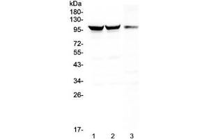 Image no. 6 for anti-Dynamin 1 (DNM1) antibody (ABIN5647109)