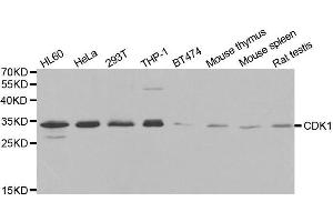Image no. 1 for anti-Cyclin-Dependent Kinase 1 (CDK1) antibody (ABIN3020707)