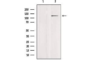 Image no. 2 for anti-Ubiquitin Specific Peptidase 43 (USP43) (N-Term) antibody (ABIN6258350)