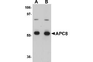 Western Blotting (WB) image for anti-Cell Division Cycle 23 (CDC23) (Middle Region) antibody (ABIN1030863)