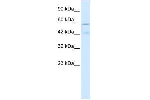 Image no. 1 for anti-Cholinergic Receptor, Nicotinic, alpha 5 (Neuronal) (CHRNA5) (Middle Region) antibody (ABIN630102)