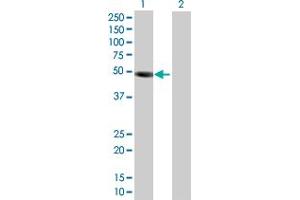 Image no. 1 for anti-Tripartite Motif Containing 15 (TRIM15) (AA 1-465) antibody (ABIN529941)