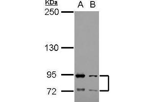 Image no. 2 for anti-Fc Fragment of IgA, Receptor For (FCAR) (Center) antibody (ABIN2855990)