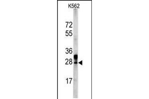 Image no. 2 for anti-ES cell expressed Ras (ERAS) (AA 13-42), (N-Term) antibody (ABIN5534212)