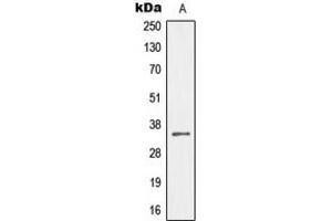 Image no. 2 for anti-Mesenchyme Homeobox 2 (MEOX2) (Center) antibody (ABIN2706534)