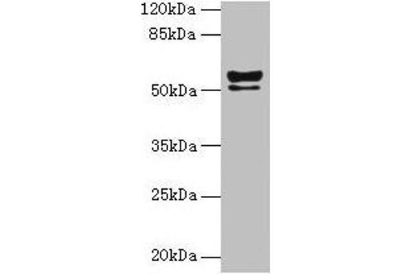 Keratin 72 antibody  (AA 301-511)