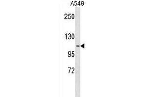 OB48R Antibody (Center) 18657c western blot analysis in A549 cell line lysates (35 μg/lane).