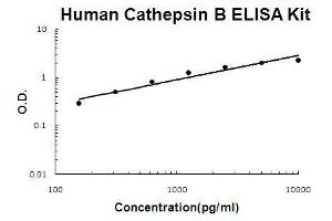 Image no. 1 for Cathepsin B (CTSB) ELISA Kit (ABIN411391)