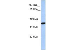 Image no. 1 for anti-Monoacylglycerol O-Acyltransferase 1 (MOGAT1) (C-Term) antibody (ABIN635250)