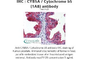 Image no. 2 for anti-Cytochrome B5 Type A (Microsomal) (CYB5A) (AA 1-135), (full length) antibody (ABIN1723975)