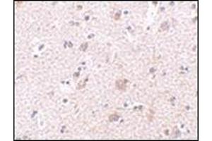 Image no. 1 for anti-Mesencephalic Astrocyte-Derived Neurotrophic Factor (MANF) (N-Term) antibody (ABIN500226)