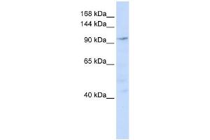 Image no. 1 for anti-NODAL Modulator 1 (NOMO1) (N-Term) antibody (ABIN633863)