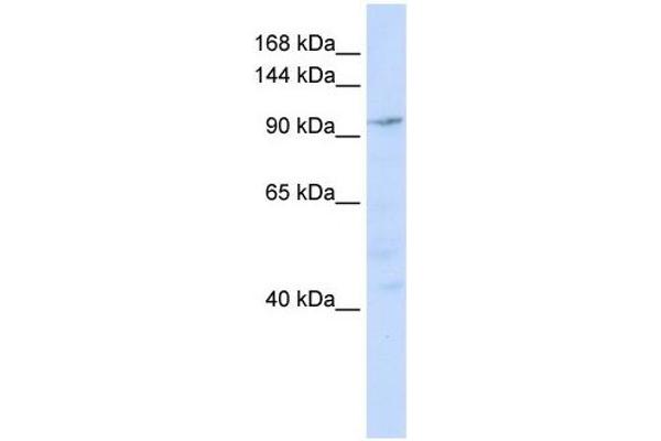 anti-NODAL Modulator 1 (NOMO1) (N-Term) antibody