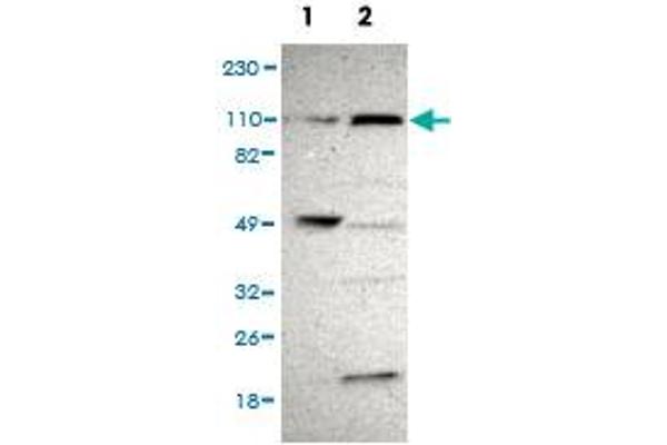 anti-PAX3 and PAX7 Binding Protein 1 (PAXBP1) antibody
