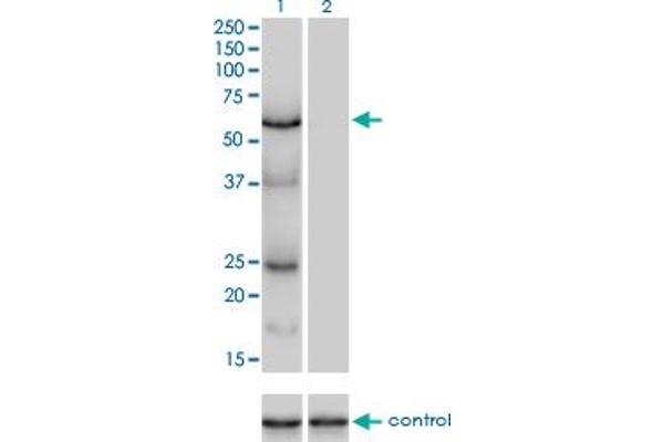 anti-PAP Associated Domain Containing 7 (PAPD7) (AA 2-110) antibody