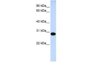 Image no. 1 for anti-Dorsal Root Ganglia Homeobox (DRGX) (Middle Region) antibody (ABIN2783017)