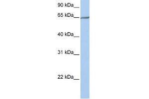 Image no. 1 for anti-Protocadherin alpha 4 (PCDHA4) (N-Term) antibody (ABIN634733)