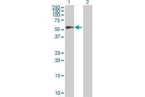 Image no. 1 for anti-Cyclin B1 (CCNB1) (AA 1-433) antibody (ABIN514100)