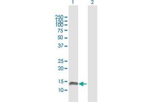 Western Blot analysis of FABP7 expression in transfected 293T cell line by FABP7 MaxPab polyclonal antibody.