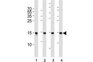 Western blot analysis of lysate from (1) Raji cell line, (2) human spleen, (3) mouse brain and (4) rat brain tissue lysate using FIS1 antibody at 1:1000.