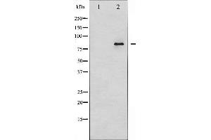 anti-Ataxin 1 (ATXN1) (C-Term) antibody