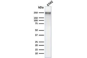 Image no. 6 for anti-Spectrin alpha 1, Erythrocytic (SPTA1) (AA 356-475) antibody (ABIN6940644)