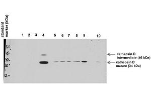 Image no. 4 for anti-Cathepsin D (CTSD) (C-Term) antibody (ABIN2776841)
