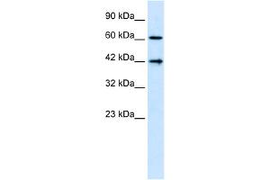 Image no. 1 for anti-CASP8 and FADD-Like Apoptosis Regulator (CFLAR) (N-Term) antibody (ABIN2792098)