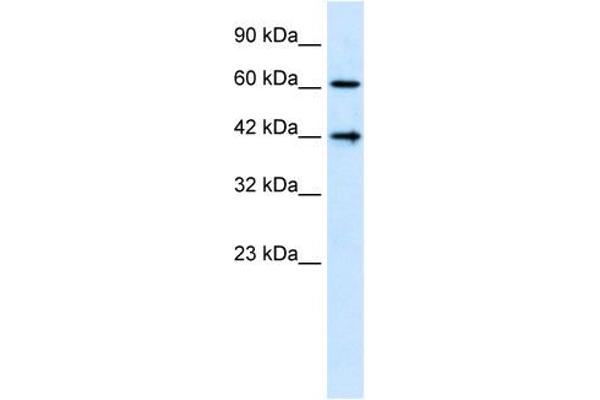 anti-CASP8 and FADD-Like Apoptosis Regulator (CFLAR) (N-Term) antibody
