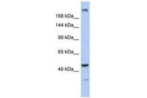 Image no. 1 for anti-Centrosomal Protein 170B (CEP170B) (AA 551-600) antibody (ABIN6743806)