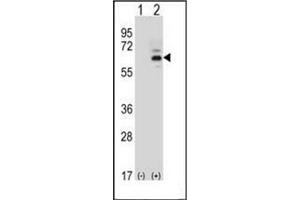 Image no. 2 for anti-Fas-Activated serine/threonine Kinase (FASTK) (AA 394-424), (C-Term) antibody (ABIN952267)