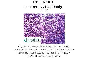 Image no. 1 for anti-Nei Endonuclease VIII-Like 3 (NEIL3) (AA 164-177) antibody (ABIN1737249)