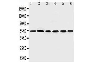 Image no. 2 for anti-SMAD, Mothers Against DPP Homolog 2 (SMAD2) (AA 94-112), (N-Term) antibody (ABIN3044112)