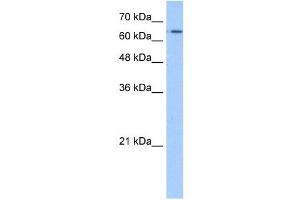 Image no. 1 for anti-Solute Carrier Family 22 (Organic Cation Transporter), Member 11 (SLC22A11) (N-Term) antibody (ABIN2781663)