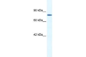 Image no. 1 for anti-Zinc Finger Protein 214 (ZNF214) (N-Term) antibody (ABIN2776497)
