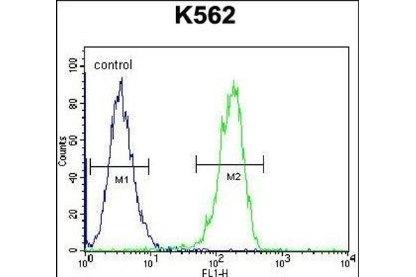 CPSF7 antibody  (C-Term)