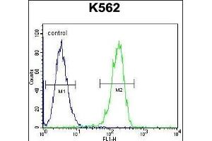 CPSF7 antibody  (C-Term)