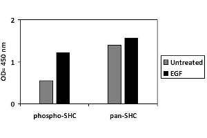 Image no. 3 for SHC (Src Homology 2 Domain Containing) Transforming Protein 1 (SHC1) ELISA Kit (ABIN4889788)