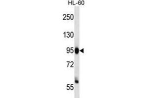Image no. 1 for anti-Zinc Fingers and Homeoboxes 3 (ZHX3) (AA 644-674), (C-Term) antibody (ABIN955669)