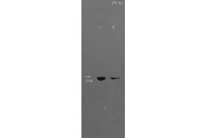 Image no. 2 for anti-Lysophosphatidic Acid Receptor 1 (LPAR1) (AA 281-364) antibody (ABIN681103)